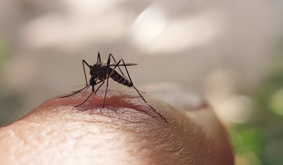 Long-term Health Effects After Dengue Fever - Empat Pillar Medika