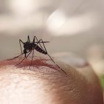 Long-term Health Effects After Dengue Fever - Empat Pillar Medika