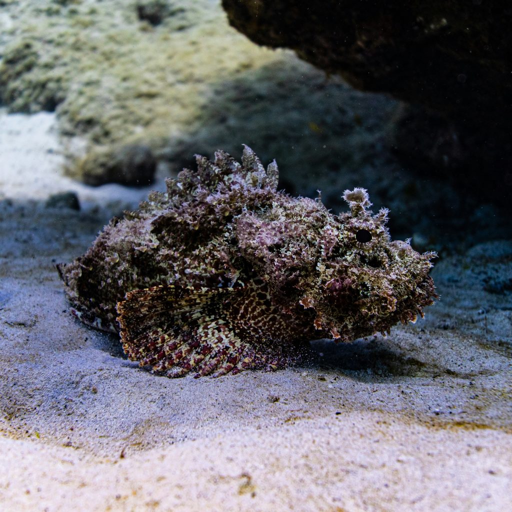 Stonefish on coral reef rock