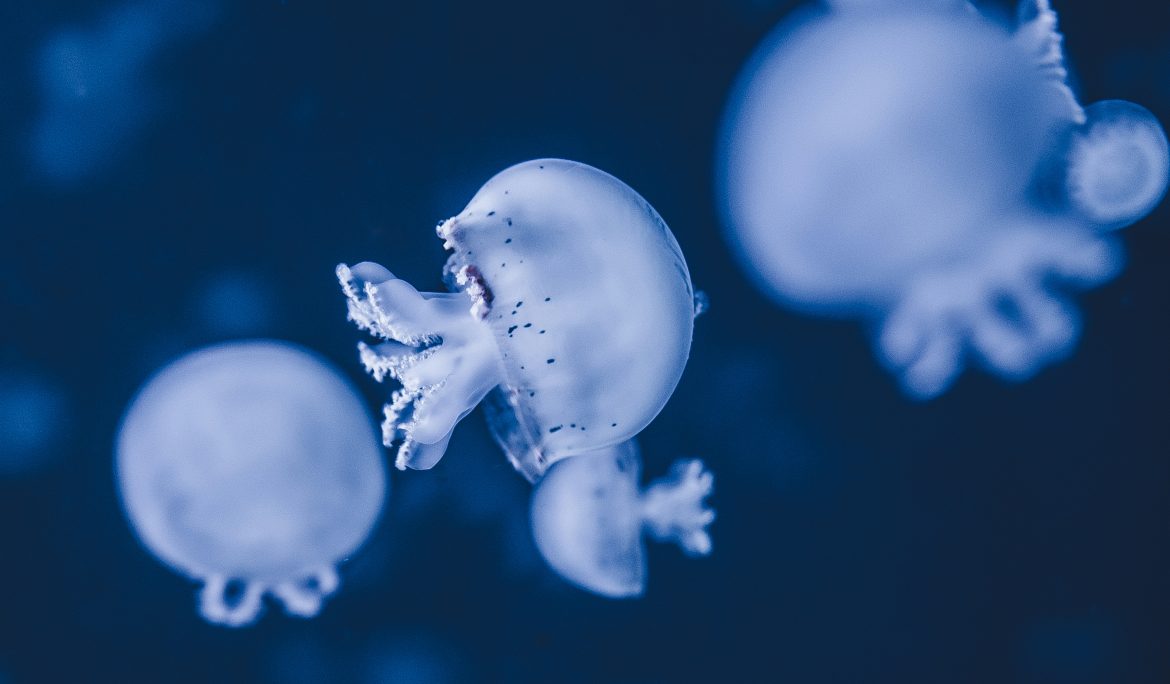 Jellyfish swimming in clear ocean water
