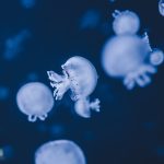 Jellyfish swimming in clear ocean water