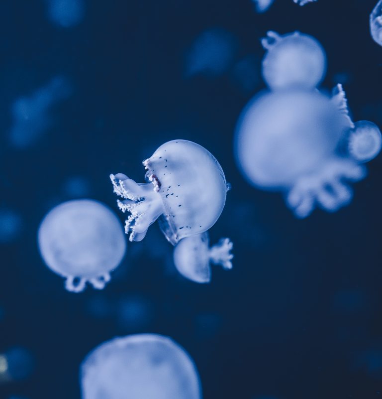 Jellyfish swimming in clear ocean water
