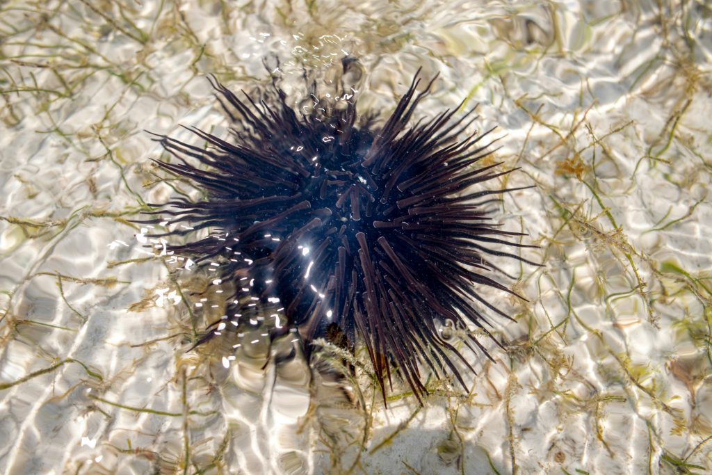 Sea urchin on coral reef rock