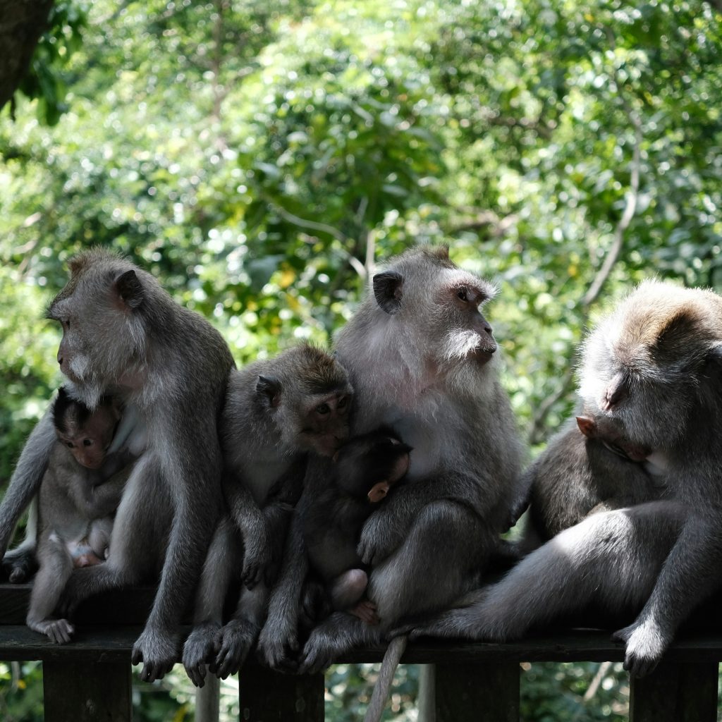 Monkey at temple area Bali Lombok