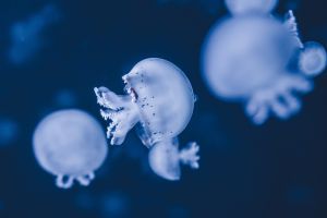 Jellyfish swimming in clear ocean water