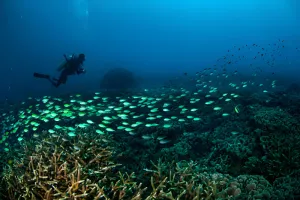 Dehydration and Scuba Diving in Gili T - Empat Pillar Medika
